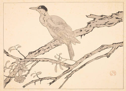 Bird on Pomegranet branch