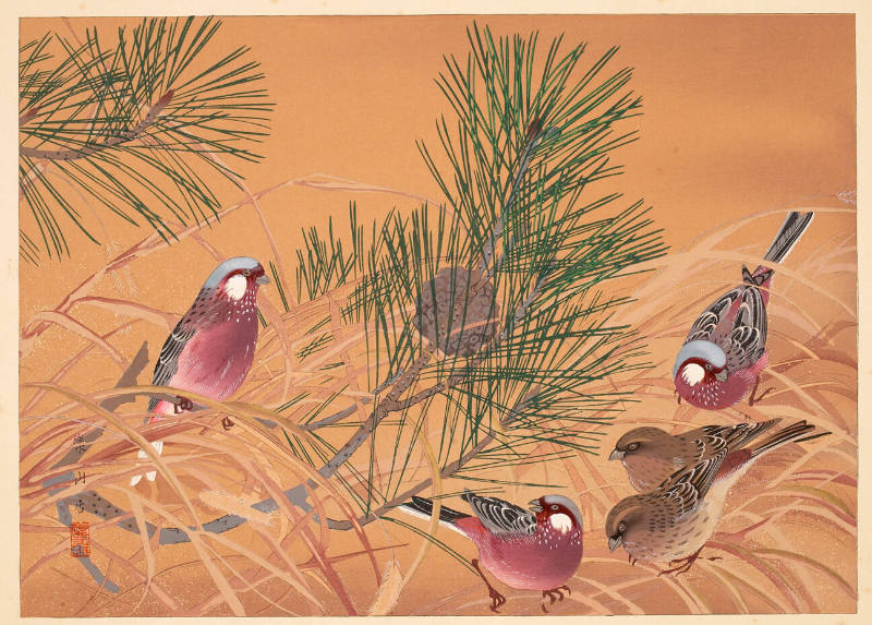 Small Pine and Sparrows