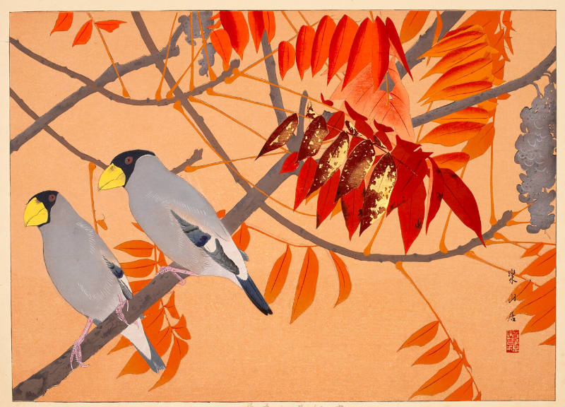 Java Sparrows and Maple Tree