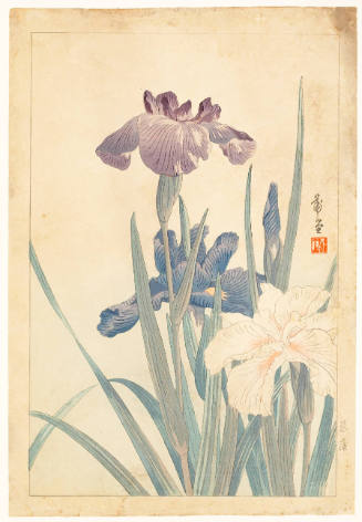 Japanese Iris