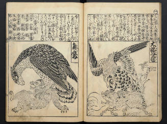 The Book of Hawks - Ancient and Modern, 1