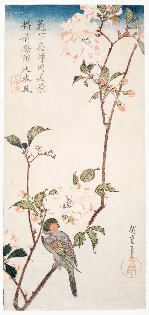 Aronia and Bullfinch