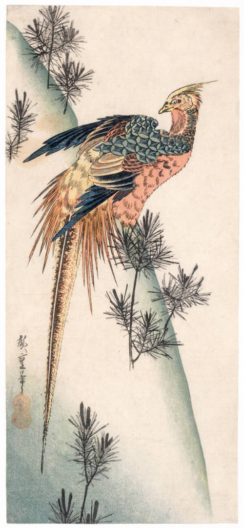 A Golden Pheasant and Pine in Snow