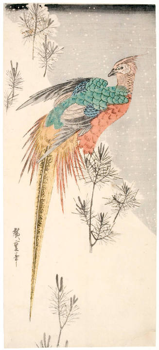 A Golden Pheasant with Pine in the Snow