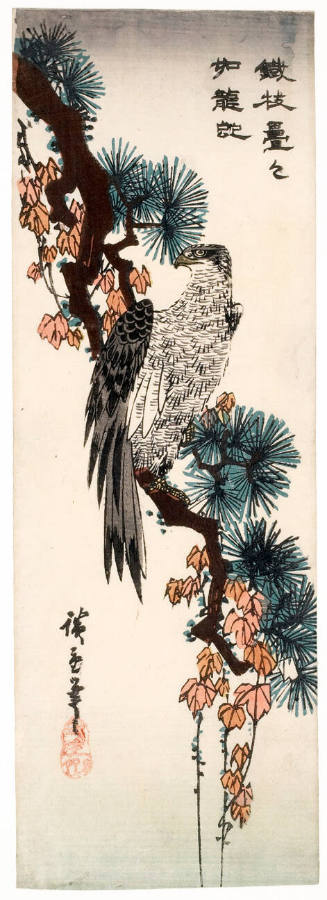 Falcon on an Ivy-draped Pine Branch