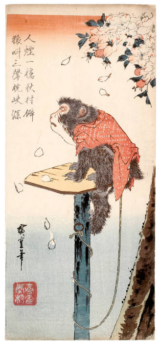 Monkey Tied with a Rope to a Cherry Tree