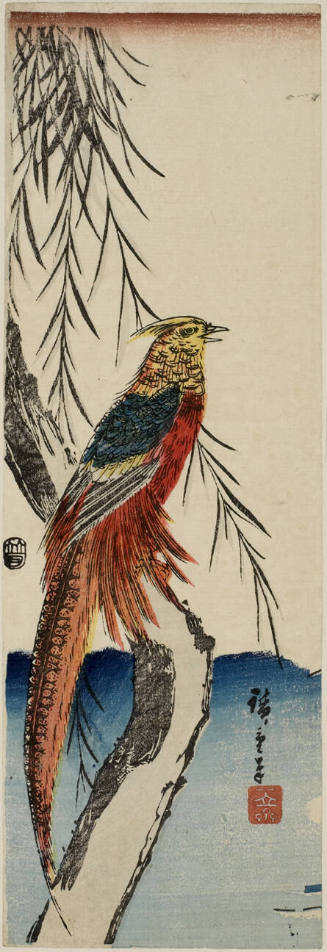Pheasant on Willow Branch  (Descriptive Title)