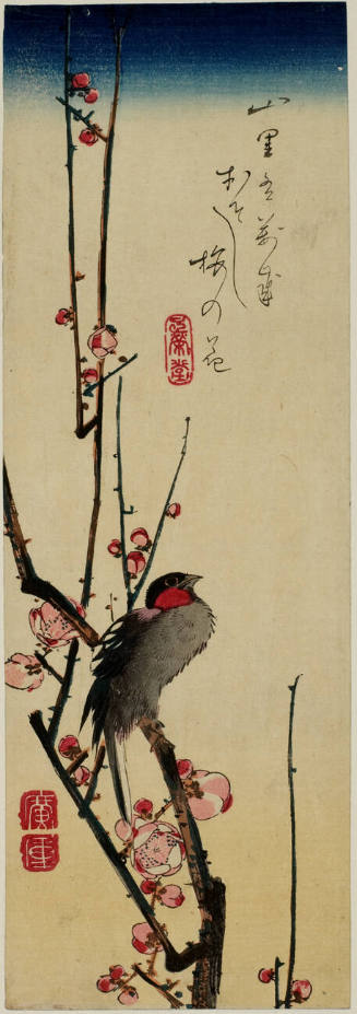 Java Sparrow Perched on Plum Blossom Branch