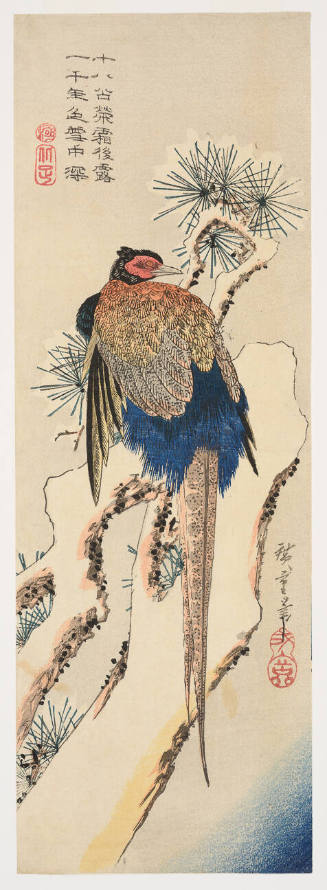 Pheasant in Snow with Pine