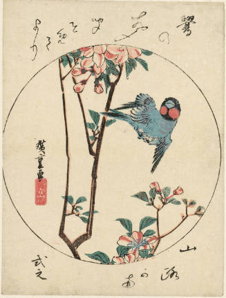 Japanese Bush Warbler and Cherry Blossoms