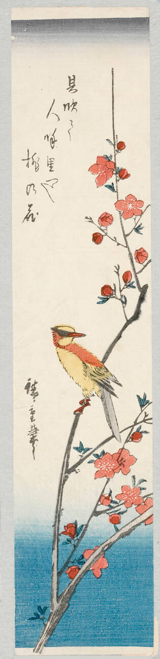 Japanese Waxwing and Cherry Blossoms