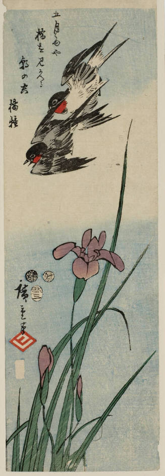Swallows Flying Over Iris Blossoms