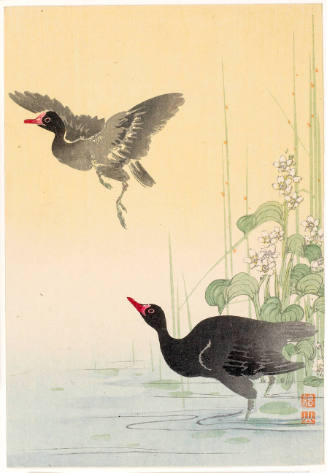 Two Black Geese