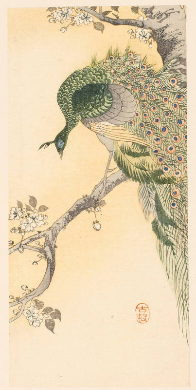 Peacock in a cherry tree