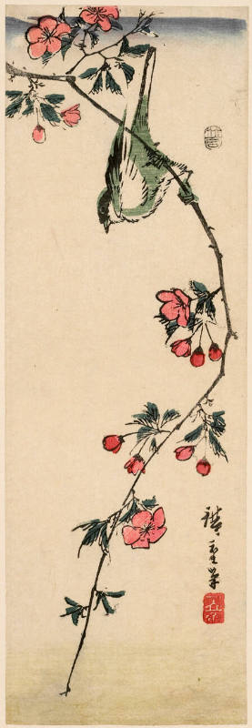 Marsh Tit and Cherry Blossoms