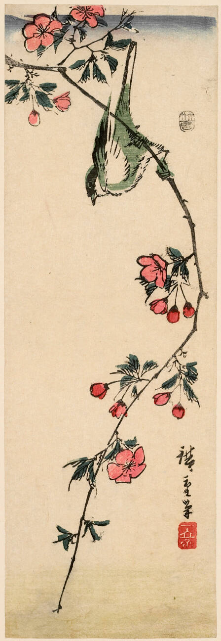Marsh Tit and Cherry Blossoms