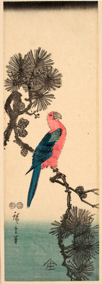 Parrot on Pine Branch