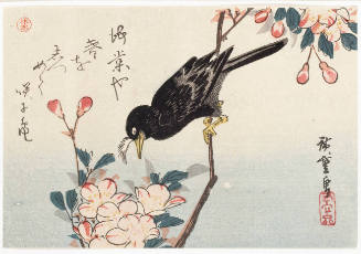 Crested Blackbird and Flowering Cherry