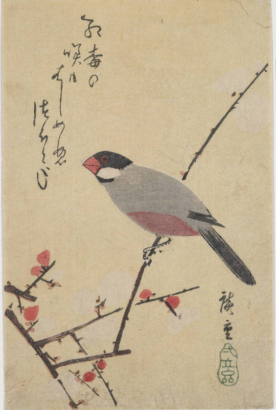 Zebra Finch and Cherry Blossoms