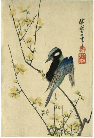 Azure-Winged Magpie and Cherry Blossoms