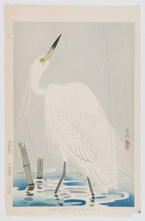 White Egret