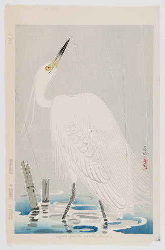 White Egret