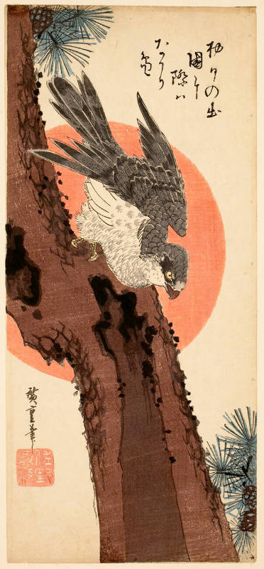 Falcon on a Pine Tree with the Rising Sun