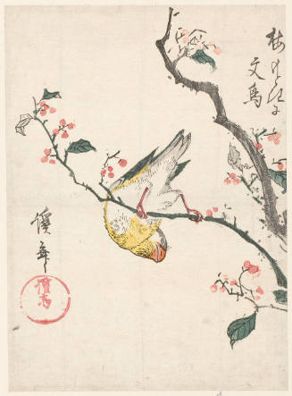 Java Sparrow and Flowering Plum