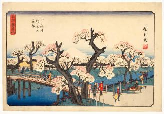 Cherry Blossoms on the River Banks at Koganei