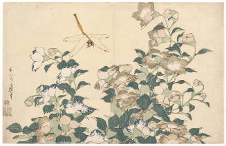 Japanese Bellflower and Dragonfly