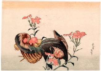 Chickens and Dianthus