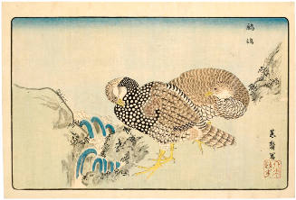 Chinese Francolin