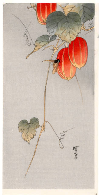 Bee and Chinese Lantern Flower