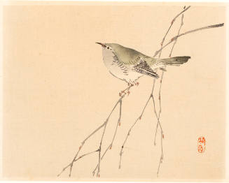 Bird on a Branch  (descriptive title)