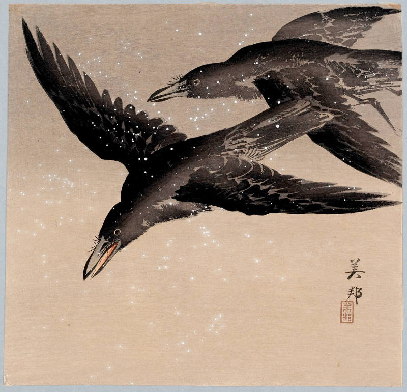 Two ravens in flight