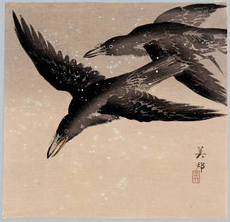 Two ravens in flight