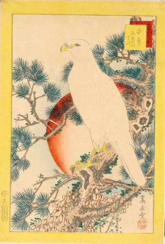 White Hawk on Pine Tree