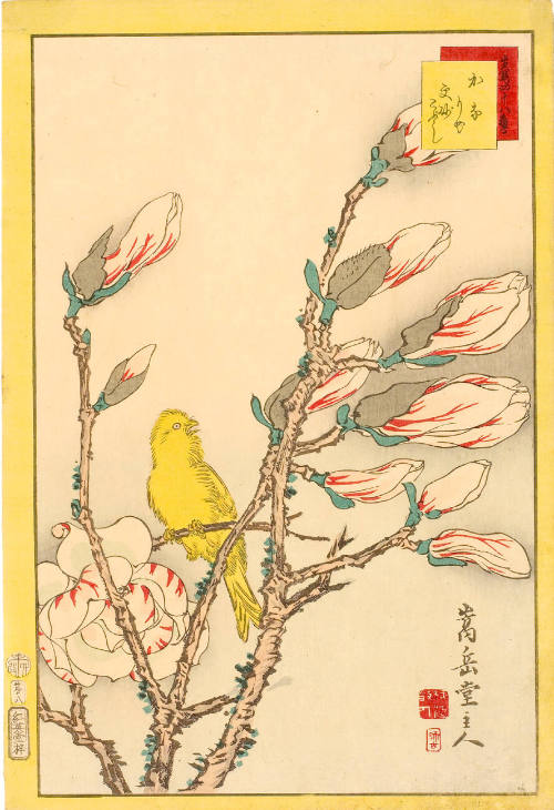 Canary on Magnolia Branch