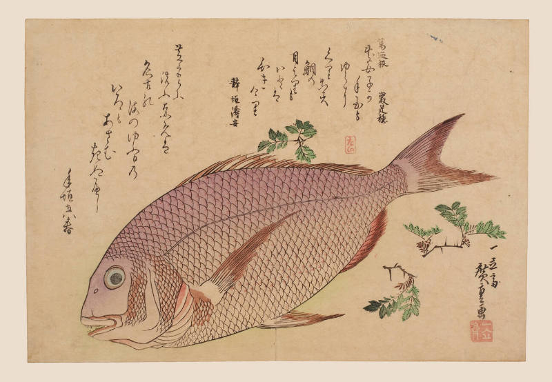 japanese war fish