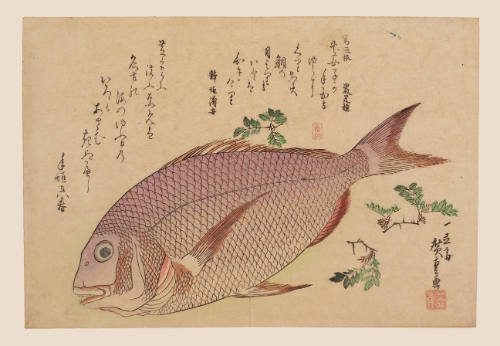 Snapper and Japanese Pepper
