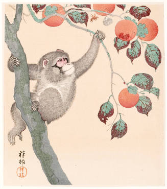 Monkey on Persimmon Tree