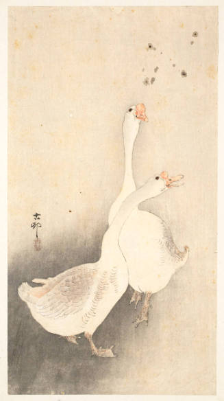 White Chinese Geese