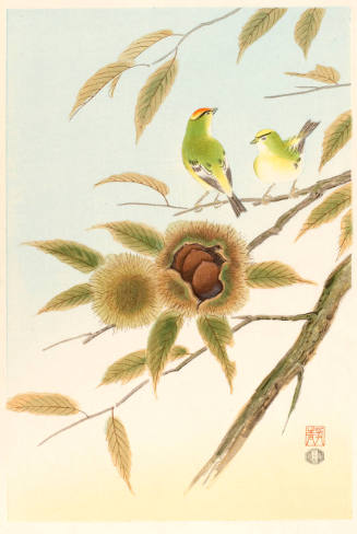 Kinglet and Chestnut