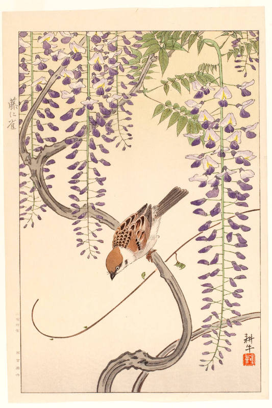 Sparrow and Wisteria