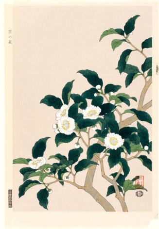 Tea Tree Flower
