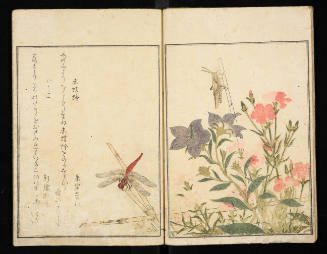 [Picture Book of Selected Insects], 2