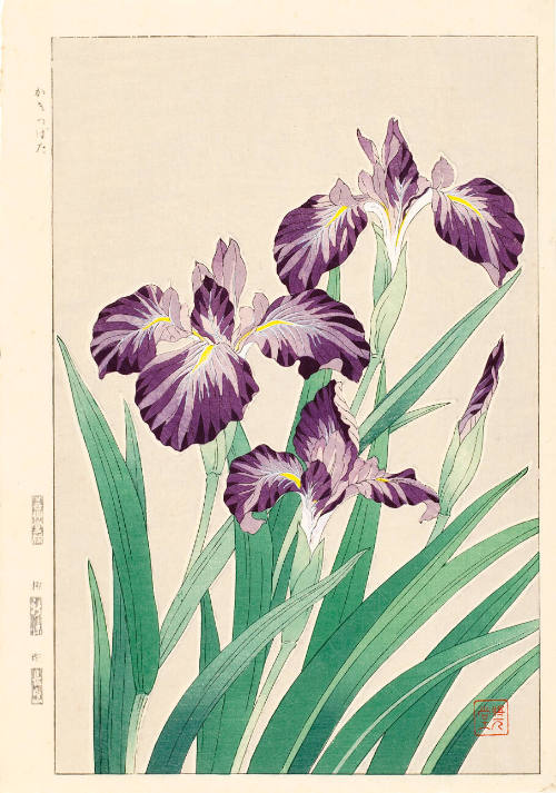 Iris