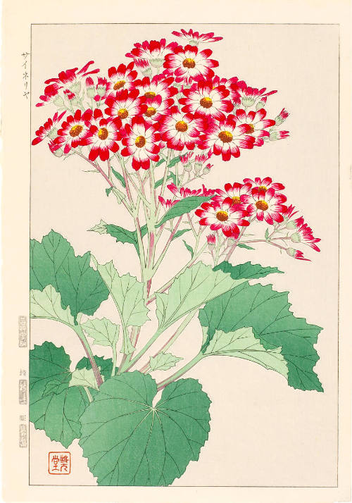 Cineraria