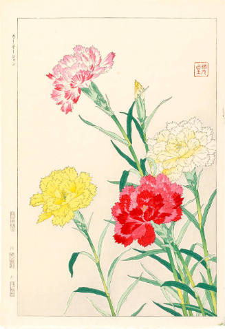 Carnation