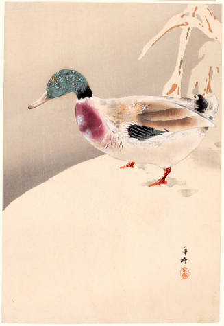 Mallard Duck in the Snow
